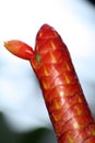 Costus scaber Royalty Free Stock Photo