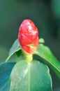 Costus speciosus, Crape ginger or Malay ginger or Spiral flag or Cheilocostus speciosus, Costaceae or Cane reed Royalty Free Stock Photo