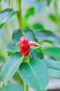 Costus speciosus, Crape ginger or Malay ginger or Spiral flag or Cheilocostus speciosus, Costaceae or Cane reed Royalty Free Stock Photo
