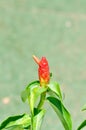 Costus speciosus, Crape ginger or Malay ginger or Spiral flag or Costus speciosus Cheilocostus speciosus, Costaceae or Cane reed Royalty Free Stock Photo