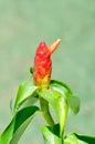 Costus speciosus, Crape ginger or Malay ginger or Spiral flag or Costus speciosus Cheilocostus speciosus, Costaceae or Cane reed Royalty Free Stock Photo