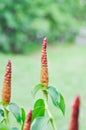 Costus speciosus, Crape ginger or Malay ginger or Spiral flag or Costus speciosus Cheilocostus speciosus, Costaceae or Cane reed Royalty Free Stock Photo