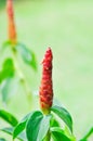 Costus speciosus, Crape ginger or Malay ginger or Spiral flag or Costus speciosus Cheilocostus speciosus, Costaceae or Cane reed Royalty Free Stock Photo