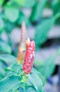 Costus speciosus, Crape ginger or Malay ginger or Spiral flag or Costus speciosus Cheilocostus , Costaceae or Cane reed or Spiral Royalty Free Stock Photo