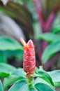 Costus speciosus, Crape ginger or Malay ginger or Spiral flag or Costus speciosus Cheilocostus , Costaceae or Cane reed or Spiral Royalty Free Stock Photo