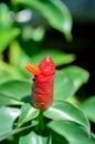 Costus speciosus, Crape ginger or Malay ginger or Spiral flag or Costus speciosus Cheilocostus speciosus, Costaceae or Cane reed Royalty Free Stock Photo