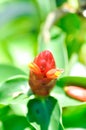 Costus speciosus, Crape ginger or Malay ginger or Spiral flag or Costus speciosus Cheilocostus speciosus, Costaceae or Cane reed Royalty Free Stock Photo