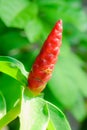 Costus speciosus Royalty Free Stock Photo