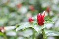 Costus speciosus, Crepe Ginger, Red flowers with green blur background in the tropical garden. Beautiful real flowers in the natur Royalty Free Stock Photo