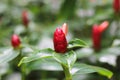 Costus speciosus, Crepe Ginger, Red flowers with green blur background in the tropical garden. Beautiful real flowers in the natur Royalty Free Stock Photo