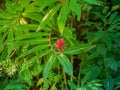 Costus speciosus plant