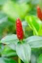 Costus speciosus, Thai Herbs Royalty Free Stock Photo