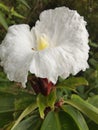 Costus speciosus Royalty Free Stock Photo