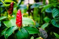 Costus spicatus, also known as Spiked Spirlaflag Ginger or India Royalty Free Stock Photo