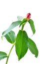 Costus spicatus, also known as Spiked Spirlaflag Ginger or India Royalty Free Stock Photo