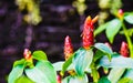 Costus spicatus, also known as Spiked Spirlaflag Ginger or India Royalty Free Stock Photo