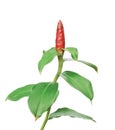 The Costus spicatus, also known as Spiked Spirlaflag Ginger or Indian Head Ginger Royalty Free Stock Photo