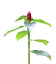 Costus spicatus, also known as Spiked Spirlaflag Ginger or India Royalty Free Stock Photo