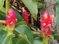 Costus Spicatus- Indian Head Ginger Royalty Free Stock Photo