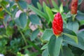 Costus Spicatus or Indian head ginger flower Royalty Free Stock Photo