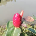 Costus spicatus or in Indonesia called pacing petul,Costus spicatus grows beside a pond in the middle of the park.
