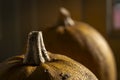 A cosy autumn scene features two vibrant orange pumpkins bathed in natural light, resting on a windowsill. The warm glow enhances