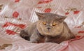 Cosy bedroom pedigree cat Royalty Free Stock Photo