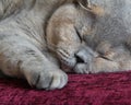 Cosy cat sleeping Royalty Free Stock Photo