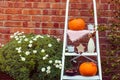 Cosy composition with natural decor of pumpkins, candles, fall leaves in vase, cones and nuts on the steps of rung ladder on red b Royalty Free Stock Photo