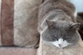 Cosy grey cat laying on a sofa while sleeping and relaxing Royalty Free Stock Photo