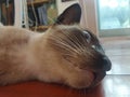 Cosy lying Siamese cat on wooden floor