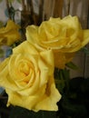 A Cosy Pair of Yellow Roses