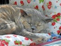 Cosy sleeping pedigree british shorthair cat Royalty Free Stock Photo