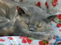 Cosy sleeping pedigree british shorthair cat Royalty Free Stock Photo