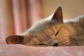 Cosy sleeping pedigree cat Royalty Free Stock Photo