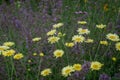 Cota tinctoria Anthemis tinctoria `Golden Rays Royalty Free Stock Photo