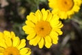 Cota tinctoria Anthemis tinctoria `Golden Rays` Royalty Free Stock Photo