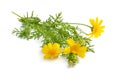 Cota tinctoria, the golden marguerite, yellow chamomile, or oxeye chamomile. Isolated