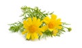 Cota tinctoria, the golden marguerite, yellow chamomile, or oxeye chamomile. Isolated