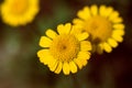 Cota tinctoria yellow daisy flower on a dark background