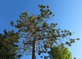Cotch pine with interesting clumped needle growth; this tree Royalty Free Stock Photo
