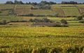 Cote d'Or hillside vineyards, Burgundy Royalty Free Stock Photo