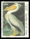 American White Pelican