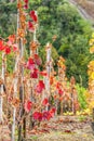 Cote Rotie, Rhone-Alpes, France Royalty Free Stock Photo