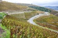 Cote Rotie, Rhone-Alpes, France Royalty Free Stock Photo