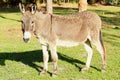 Cotentin DonkeyDomestic donkey breed