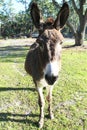 Cotentin DonkeyDomestic donkey breed