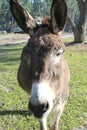 Cotentin DonkeyDomestic donkey breed