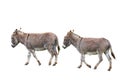 Cotentin Donkeys isolated on white background Royalty Free Stock Photo