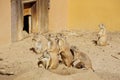 Coterie - group of black-tailed prairie dogs. Cynomys ludovicianus